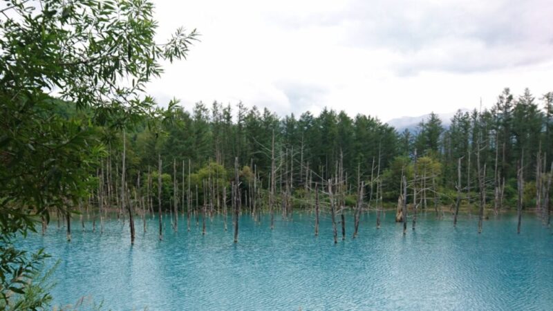 北海道観光名所「青い池」